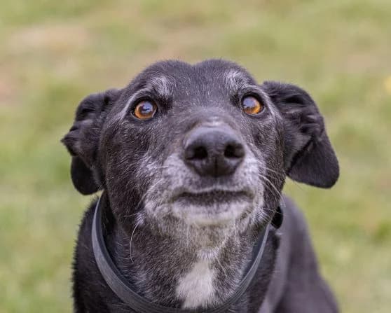 Bob Over the rainbow bridgexxxxx, senior Greyhound for adoption at Fen Bank Greyhound Sanctuary, Friskney