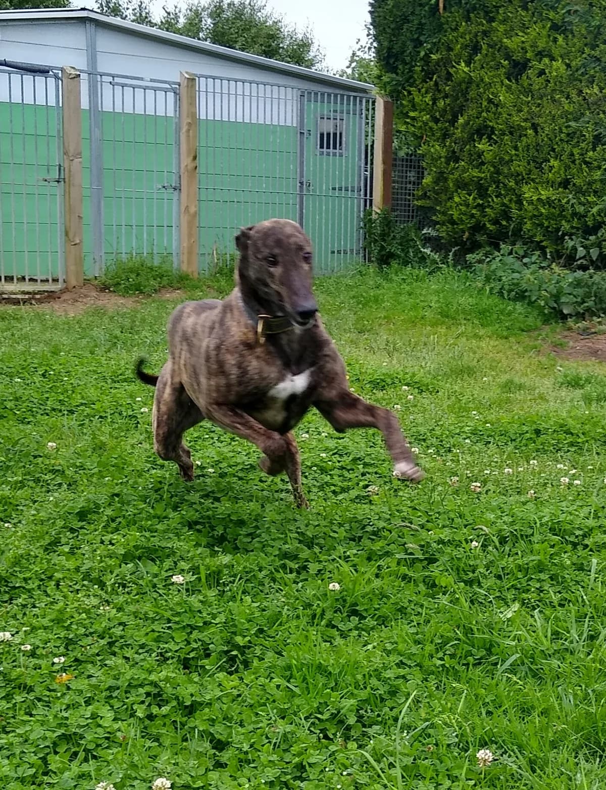 Flame Homed, 5yo Greyhound for adoption at Fen Bank Greyhound Sanctuary, Friskney