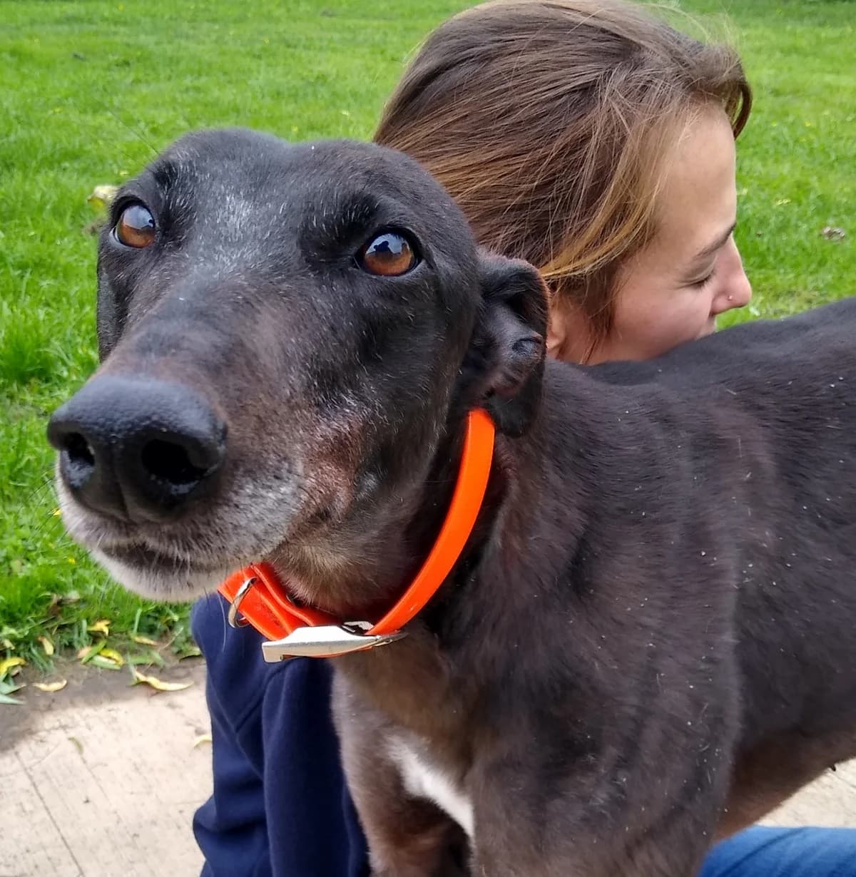 Lilly Homed, 6yo Greyhound for adoption at Fen Bank Greyhound Sanctuary, Friskney