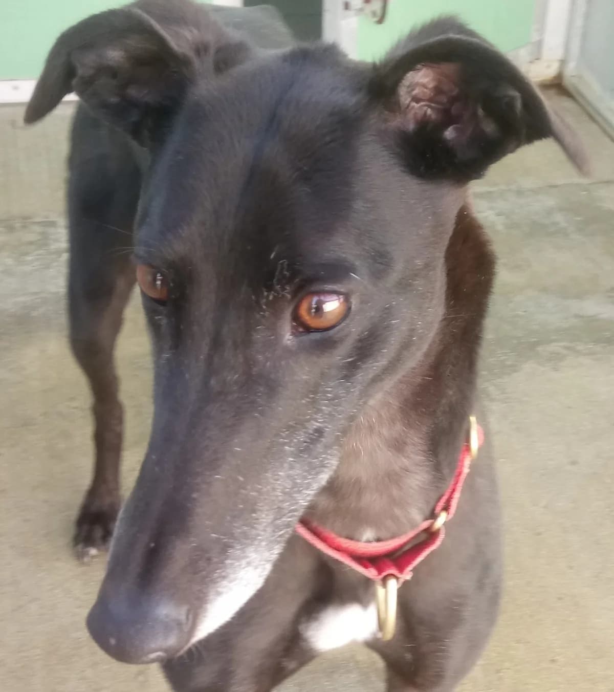 Rosie Homed, 3yo Greyhound for adoption at Fen Bank Greyhound Sanctuary, Friskney