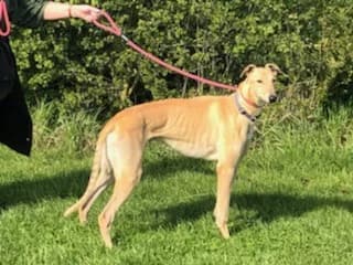 Cooper Homed, 4yo Greyhound for adoption at Fen Bank Greyhound Sanctuary, Friskney
