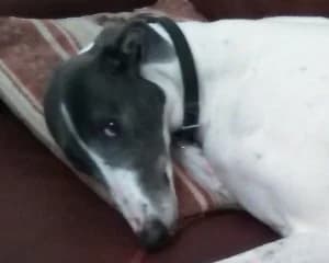 Winnie at home, Greyhound for adoption at Fen Bank Greyhound Sanctuary, Friskney