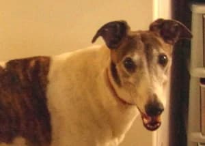Benny, senior Greyhound for adoption at Fen Bank Greyhound Sanctuary, Friskney