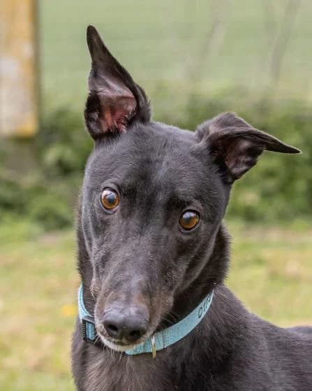 Finn Homed, Greyhound for adoption at Fen Bank Greyhound Sanctuary, Friskney
