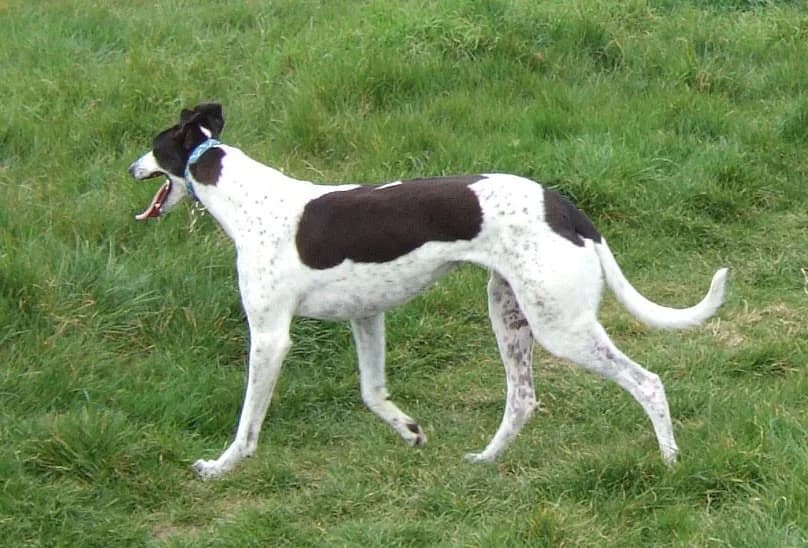 Marti, senior Greyhound for adoption at Fen Bank Greyhound Sanctuary, Friskney