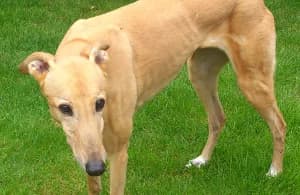 Blondie, senior Greyhound for adoption at Fen Bank Greyhound Sanctuary, Friskney