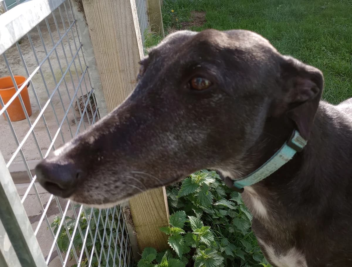 Liam Homed, Greyhound for adoption at Fen Bank Greyhound Sanctuary, Friskney