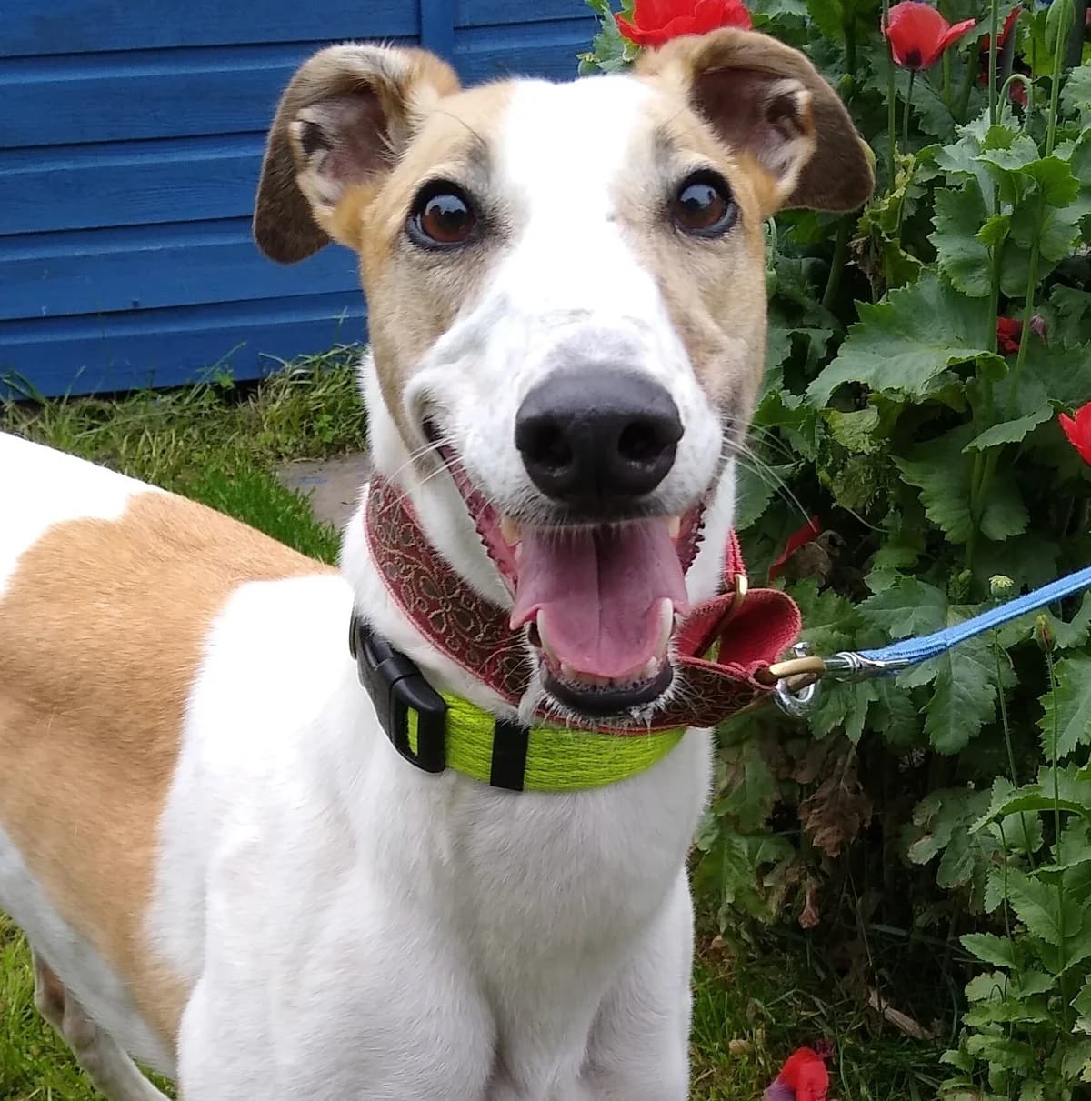 Angel Homed, Greyhound for adoption at Fen Bank Greyhound Sanctuary, Friskney