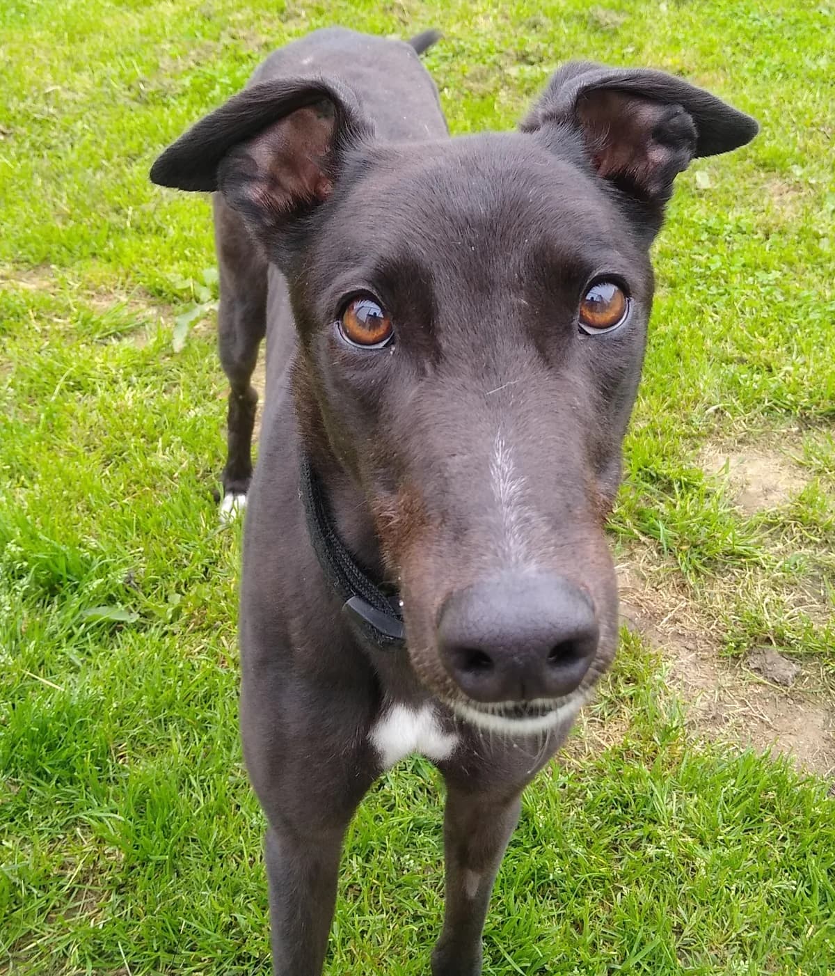 Tommy Homed, senior Greyhound for adoption at Fen Bank Greyhound Sanctuary, Friskney