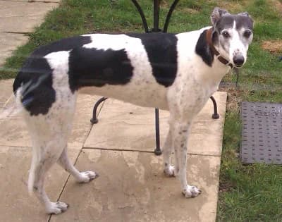 Abbie, senior Greyhound for adoption at Fen Bank Greyhound Sanctuary, Friskney