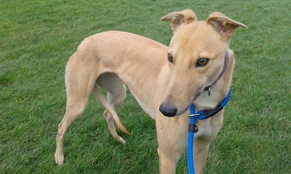 Penny, senior Greyhound for adoption at Fen Bank Greyhound Sanctuary, Friskney