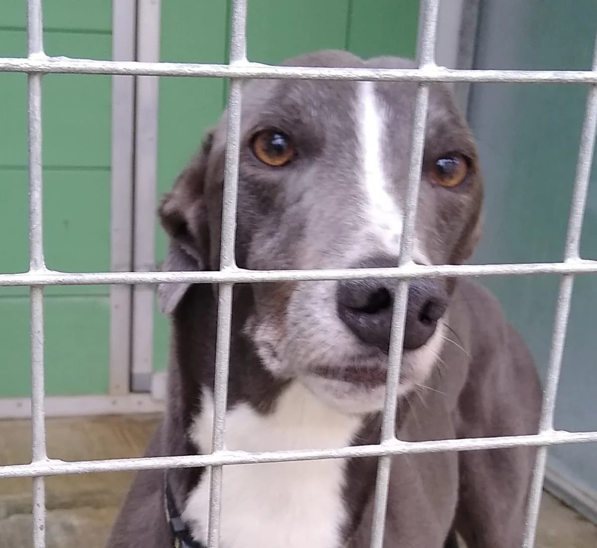 Lenny Homed, Greyhound for adoption at Fen Bank Greyhound Sanctuary, Friskney