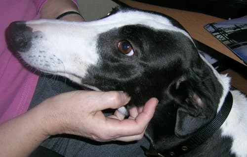 Emily, senior Greyhound for adoption at Fen Bank Greyhound Sanctuary, Friskney