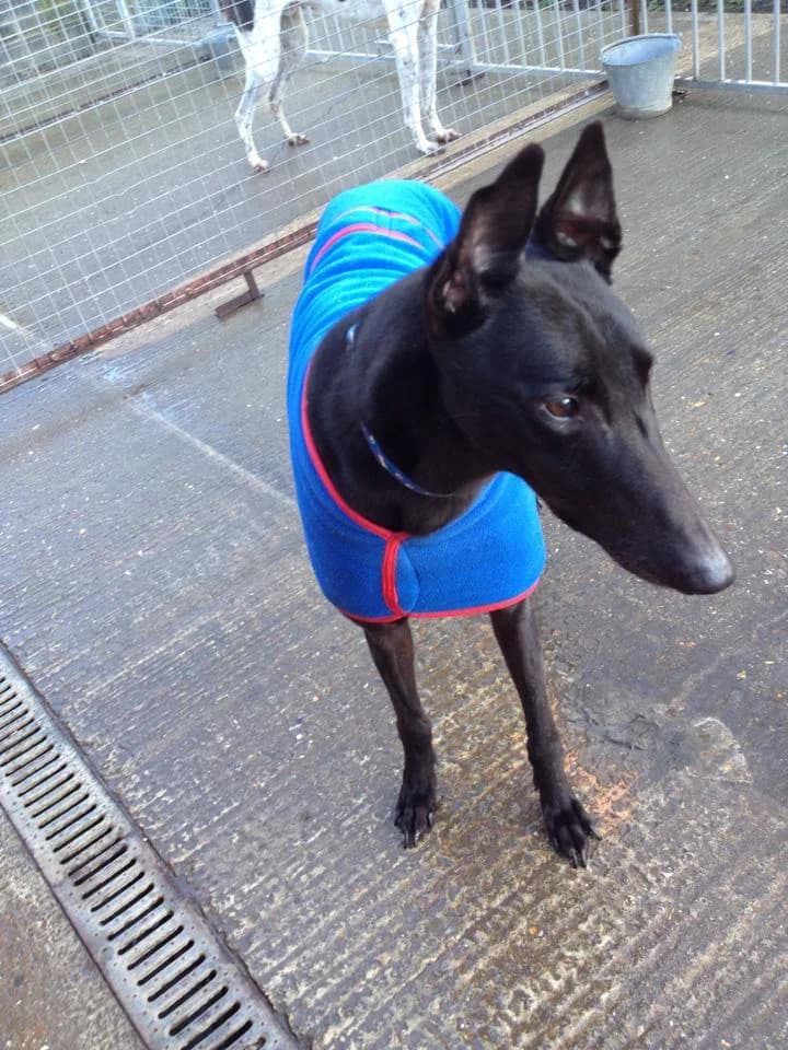 Saphali, senior Greyhound for adoption at Fen Bank Greyhound Sanctuary, Friskney