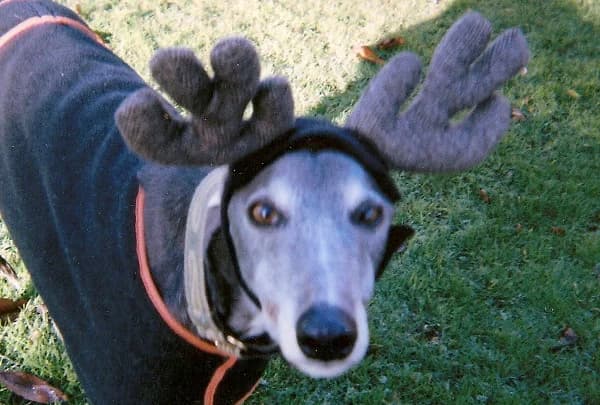 Bunny Blue, senior Greyhound for adoption at Fen Bank Greyhound Sanctuary, Friskney