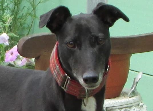 Lass, Greyhound for adoption at Fen Bank Greyhound Sanctuary, Friskney