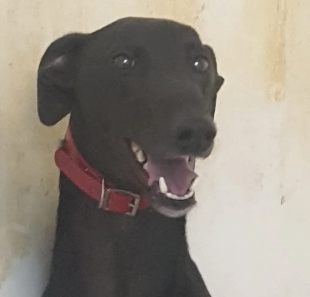 Reggie Homed, Greyhound for adoption at Fen Bank Greyhound Sanctuary, Friskney