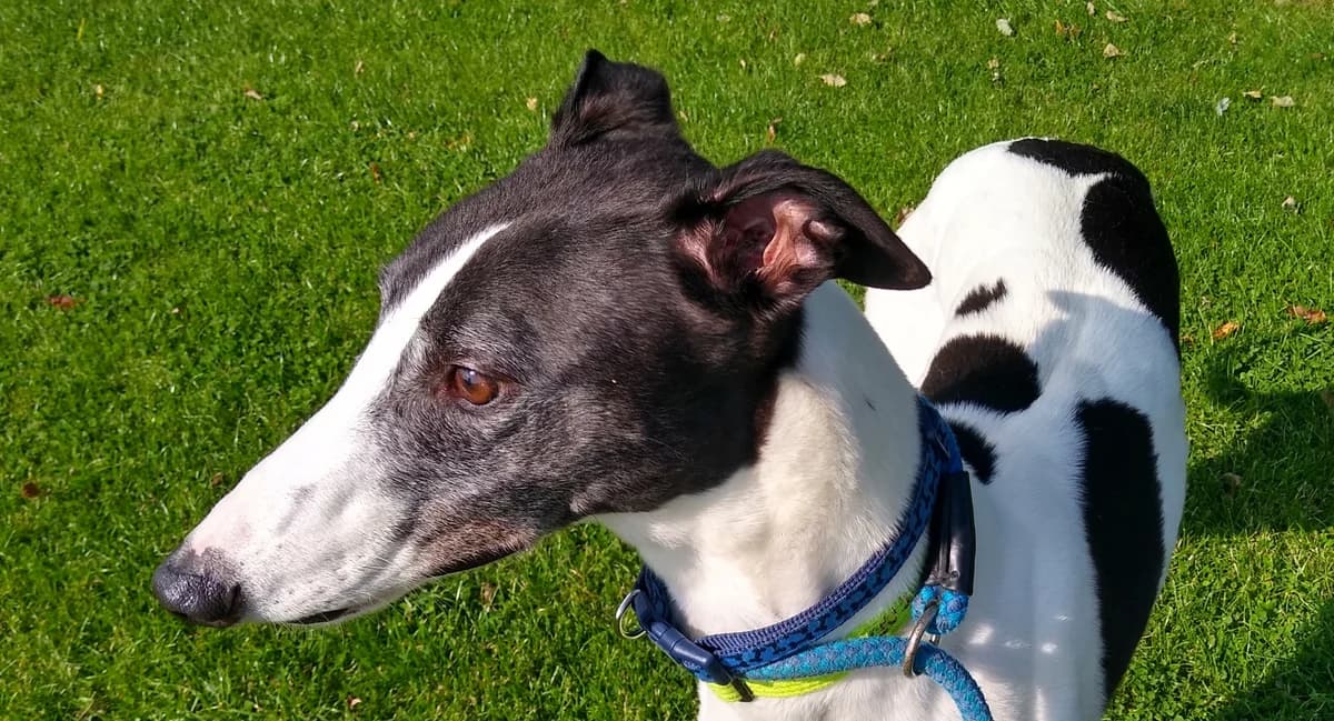 Timmy HOMED, Greyhound for adoption at Fen Bank Greyhound Sanctuary, Friskney