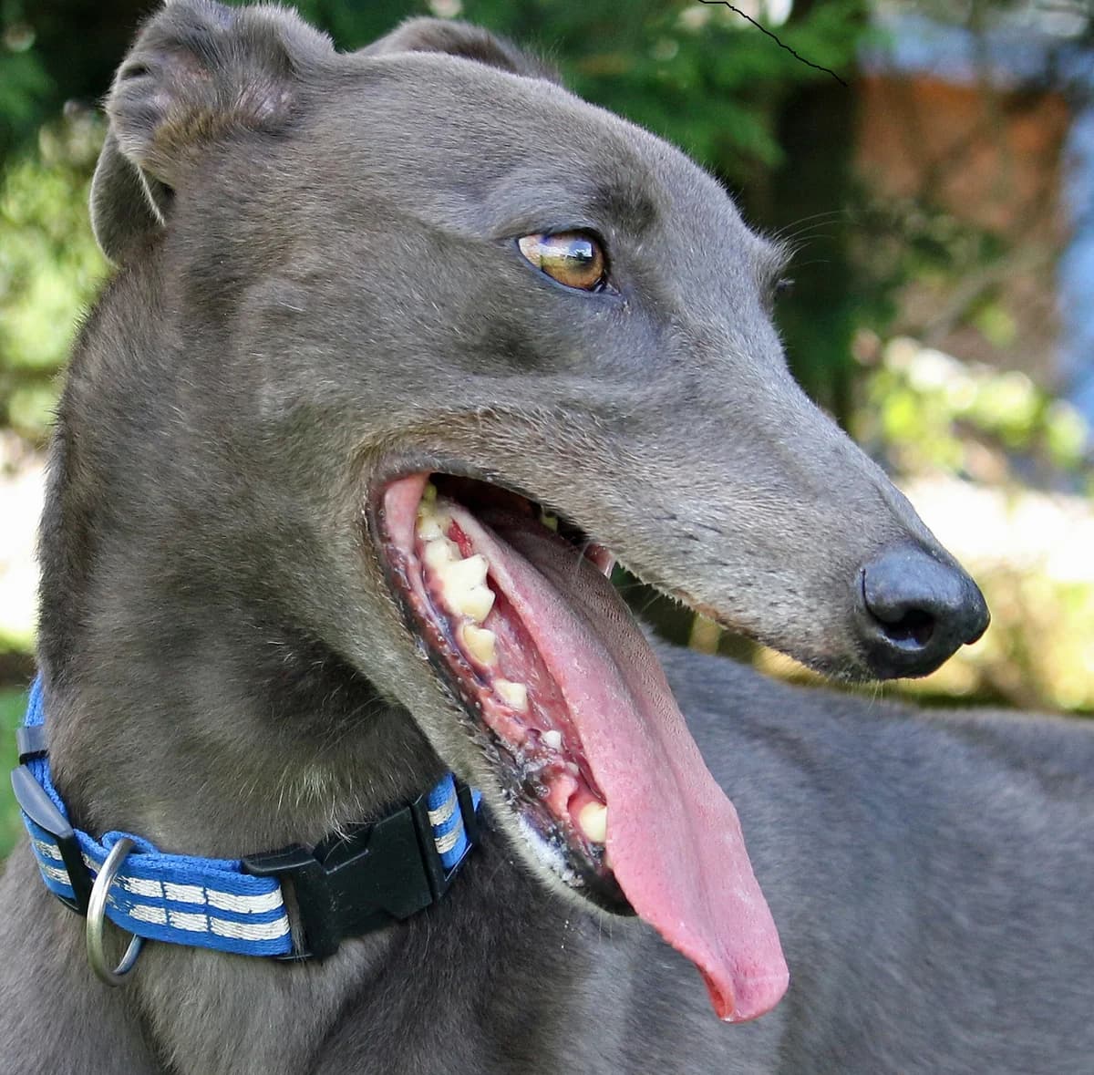 Nora Homed, Greyhound for adoption at Fen Bank Greyhound Sanctuary, Friskney