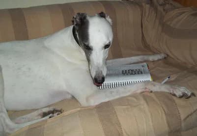 Mr Muffin, senior Greyhound for adoption at Fen Bank Greyhound Sanctuary, Friskney