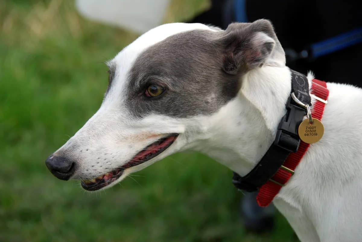 Ziggy, senior Greyhound for adoption at Fen Bank Greyhound Sanctuary, Friskney