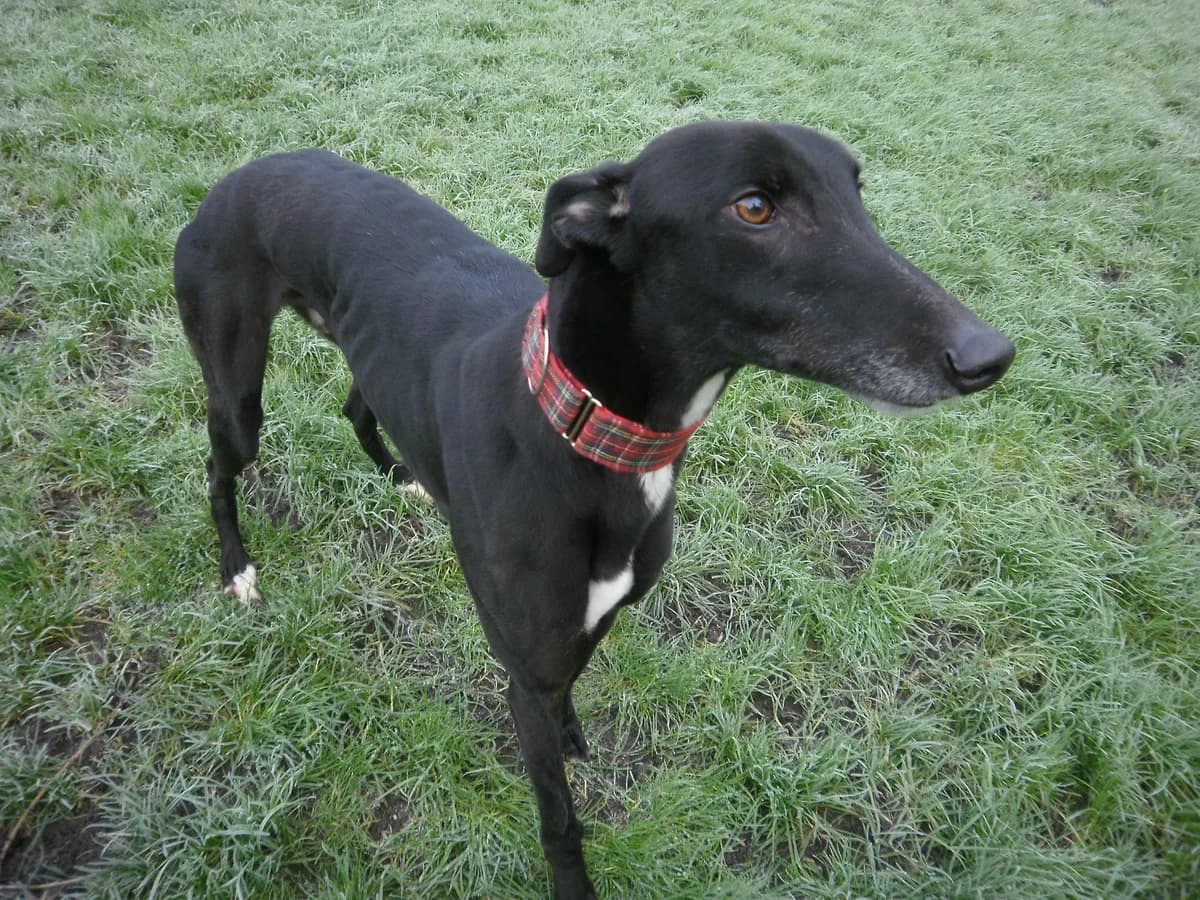 Archie, senior Greyhound for adoption at Fen Bank Greyhound Sanctuary, Friskney