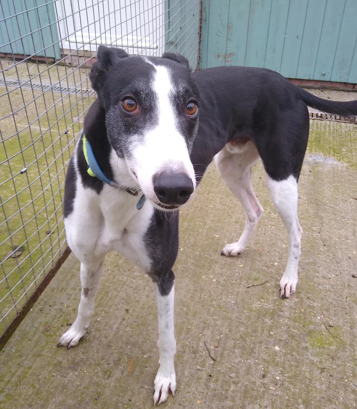 Champ Homed, Greyhound for adoption at Fen Bank Greyhound Sanctuary, Friskney