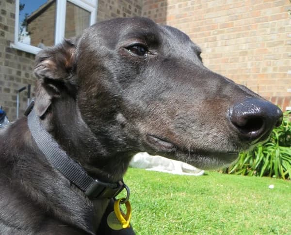 Joney, senior Greyhound for adoption at Fen Bank Greyhound Sanctuary, Friskney