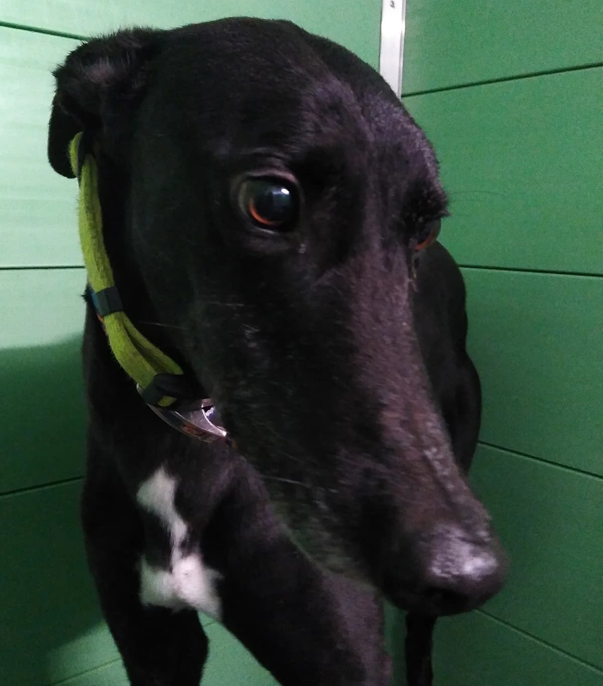 Buddy Homed, Greyhound for adoption at Fen Bank Greyhound Sanctuary, Friskney