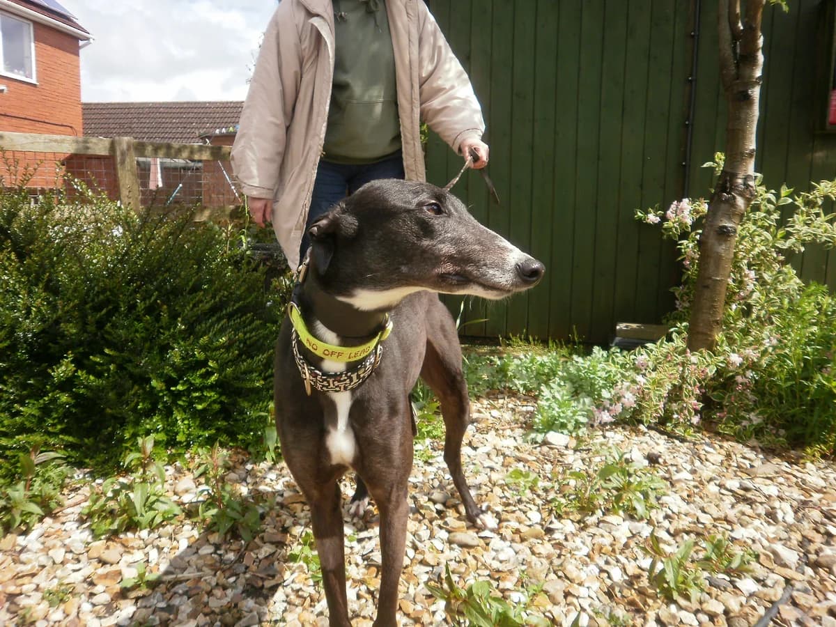 Georgie, senior Greyhound for adoption at Fen Bank Greyhound Sanctuary, Friskney