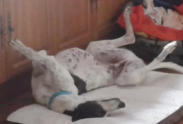 Snoopy – (formerly Domino), Greyhound for adoption at Fen Bank Greyhound Sanctuary, Friskney