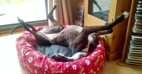 Willow (Lily), Greyhound for adoption at Fen Bank Greyhound Sanctuary, Friskney