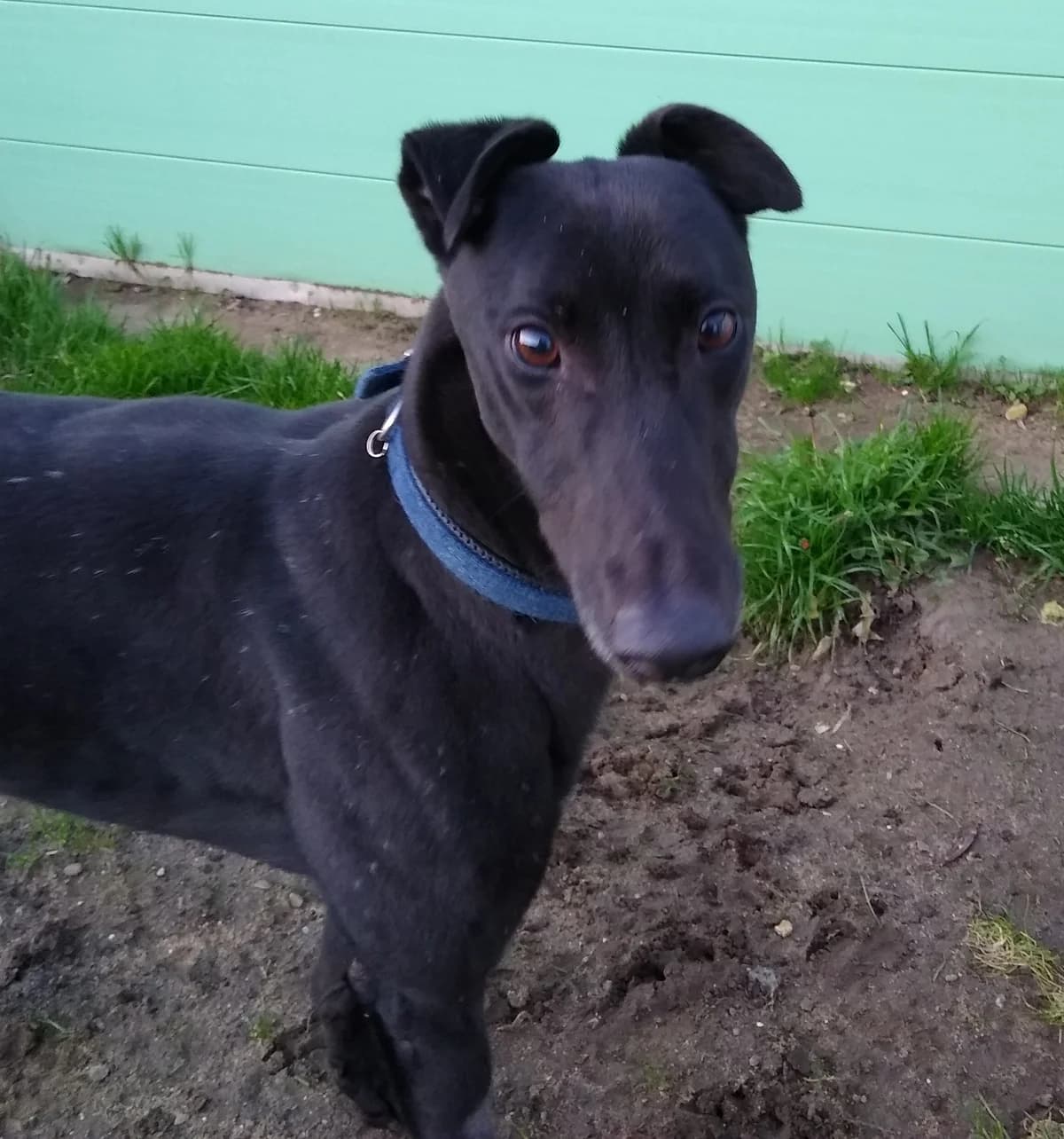 moss Homed, 3yo Greyhound for adoption at Fen Bank Greyhound Sanctuary, Friskney