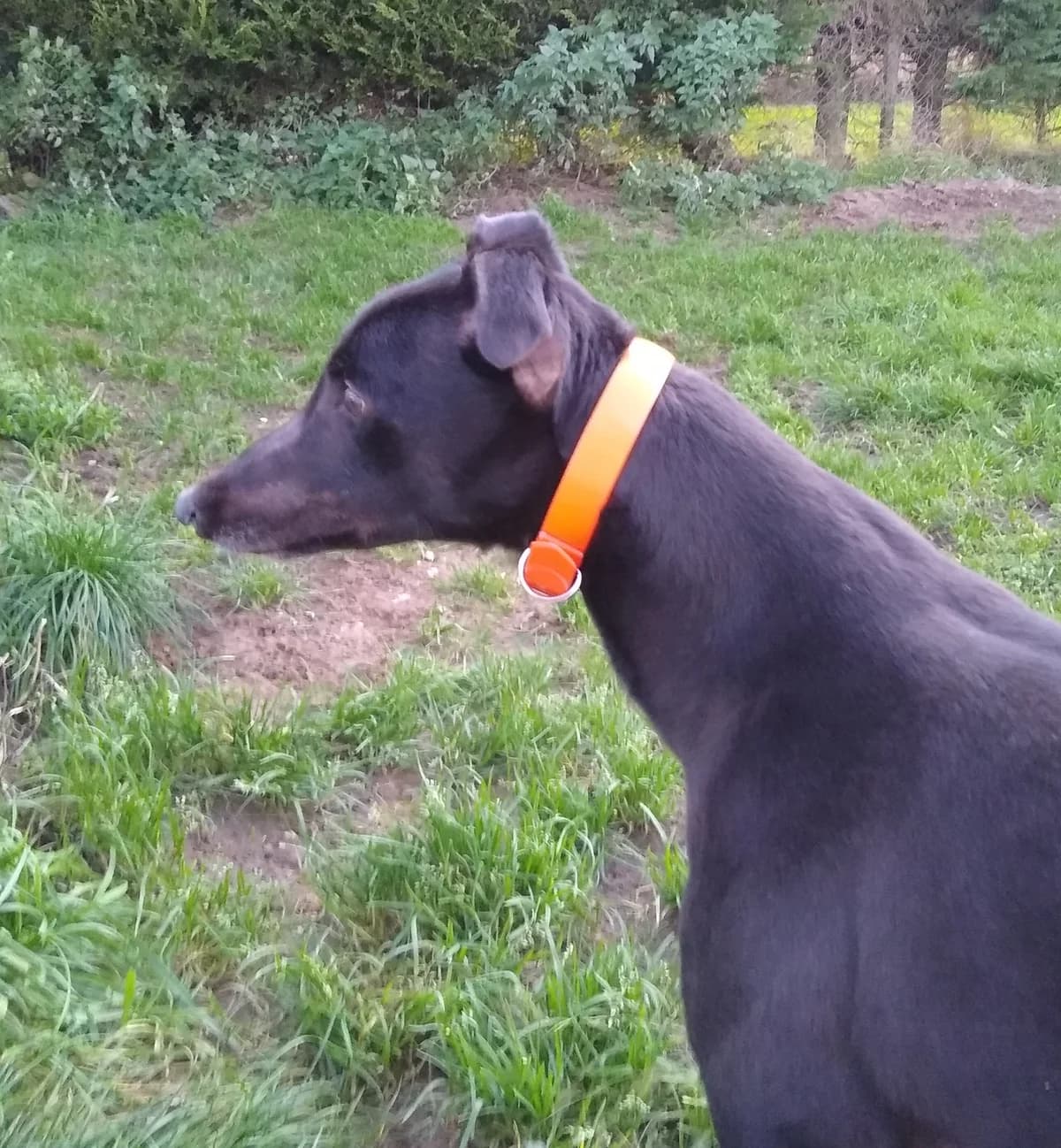 Kai Homed, 4yo Greyhound for adoption at Fen Bank Greyhound Sanctuary, Friskney