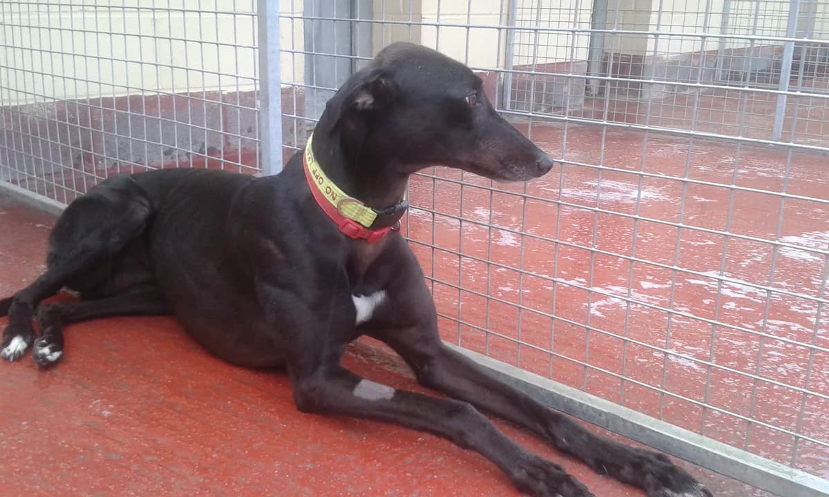 Vegas, senior Greyhound for adoption at Fen Bank Greyhound Sanctuary, Friskney