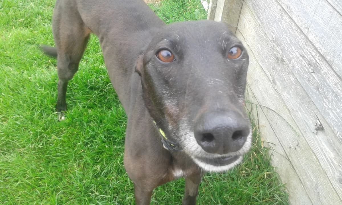 Rory, senior Greyhound for adoption at Fen Bank Greyhound Sanctuary, Friskney