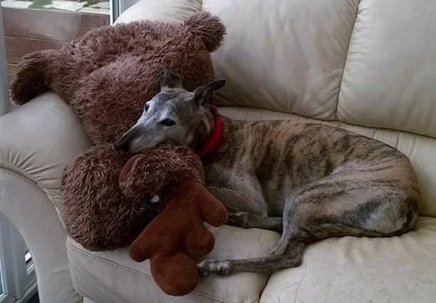 Ruby, senior Greyhound for adoption at Fen Bank Greyhound Sanctuary, Friskney