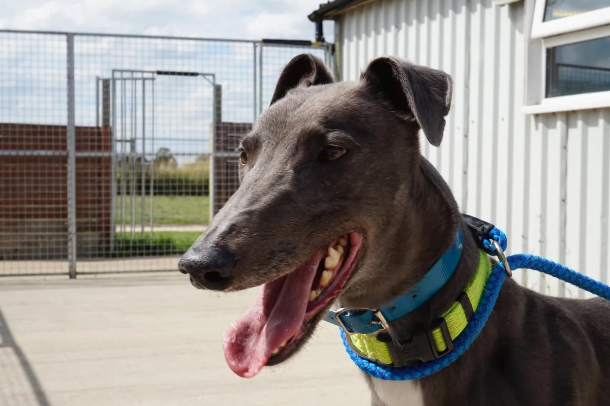 Linford, Greyhound for adoption at Fen Bank Greyhound Sanctuary, Friskney