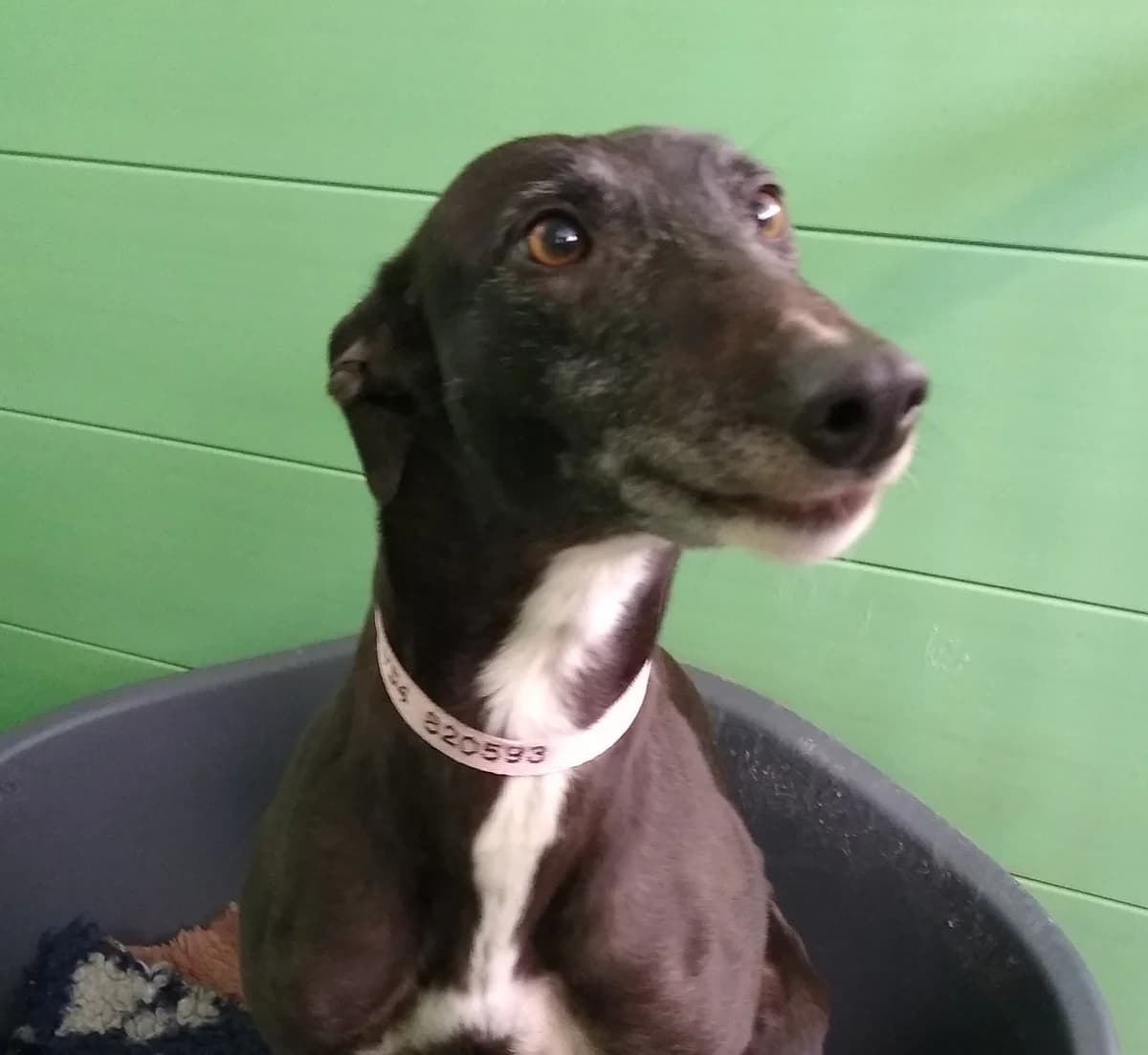 Grace Homed, 4yo Greyhound for adoption at Fen Bank Greyhound Sanctuary, Friskney