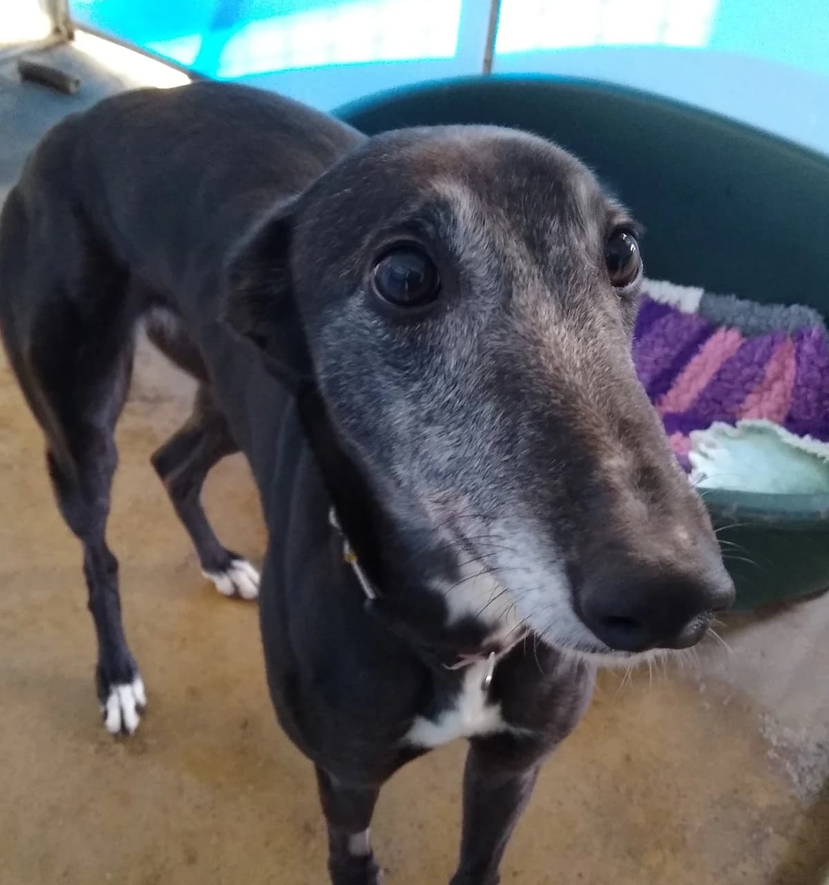 Nip Homed, 3yo Greyhound for adoption at Fen Bank Greyhound Sanctuary, Friskney