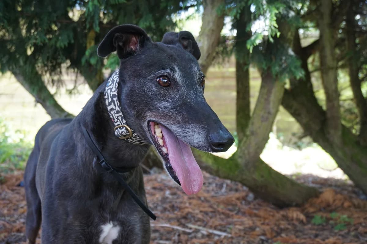 TEDDY, Greyhound for adoption at Fen Bank Greyhound Sanctuary, Friskney