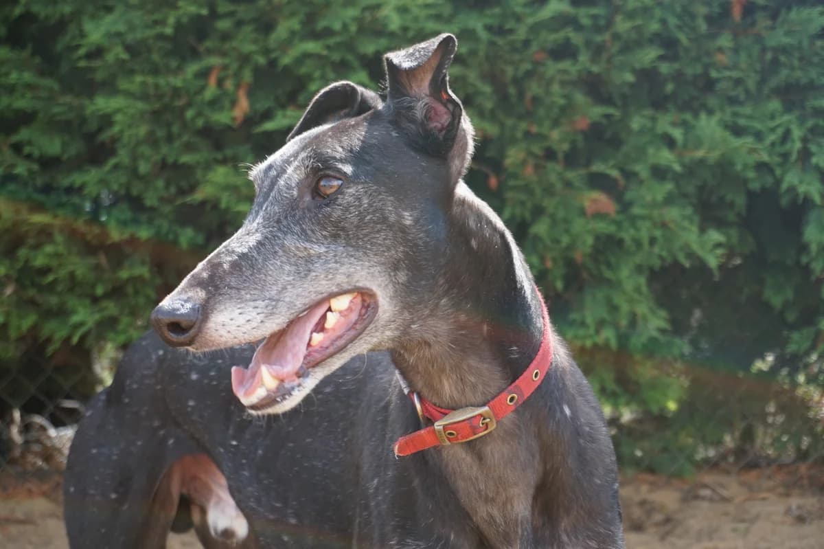 ALFIE, Greyhound for adoption at Fen Bank Greyhound Sanctuary, Friskney
