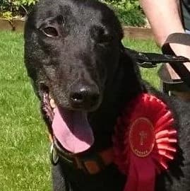 alma Homed, Greyhound for adoption at Fen Bank Greyhound Sanctuary, Friskney