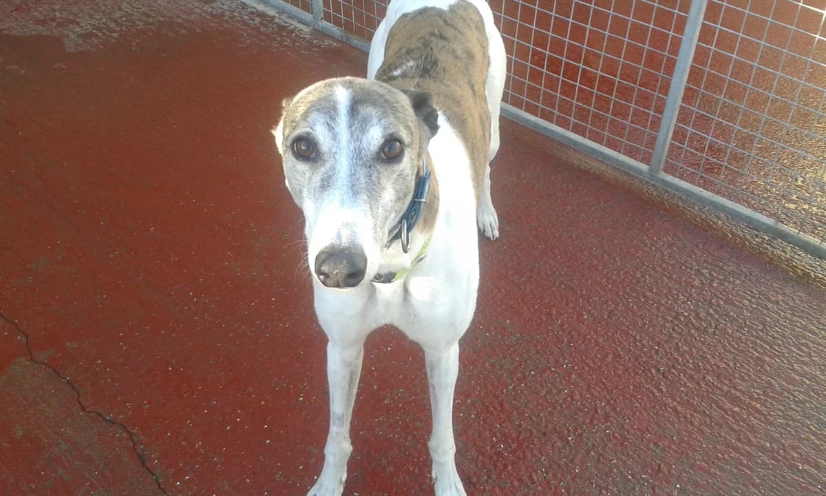 senor, Greyhound for adoption at Fen Bank Greyhound Sanctuary, Friskney