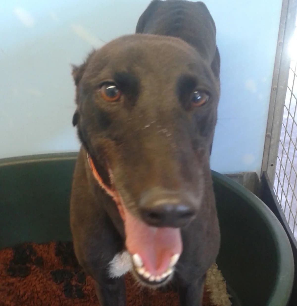 RACHEL, Greyhound for adoption at Fen Bank Greyhound Sanctuary, Friskney
