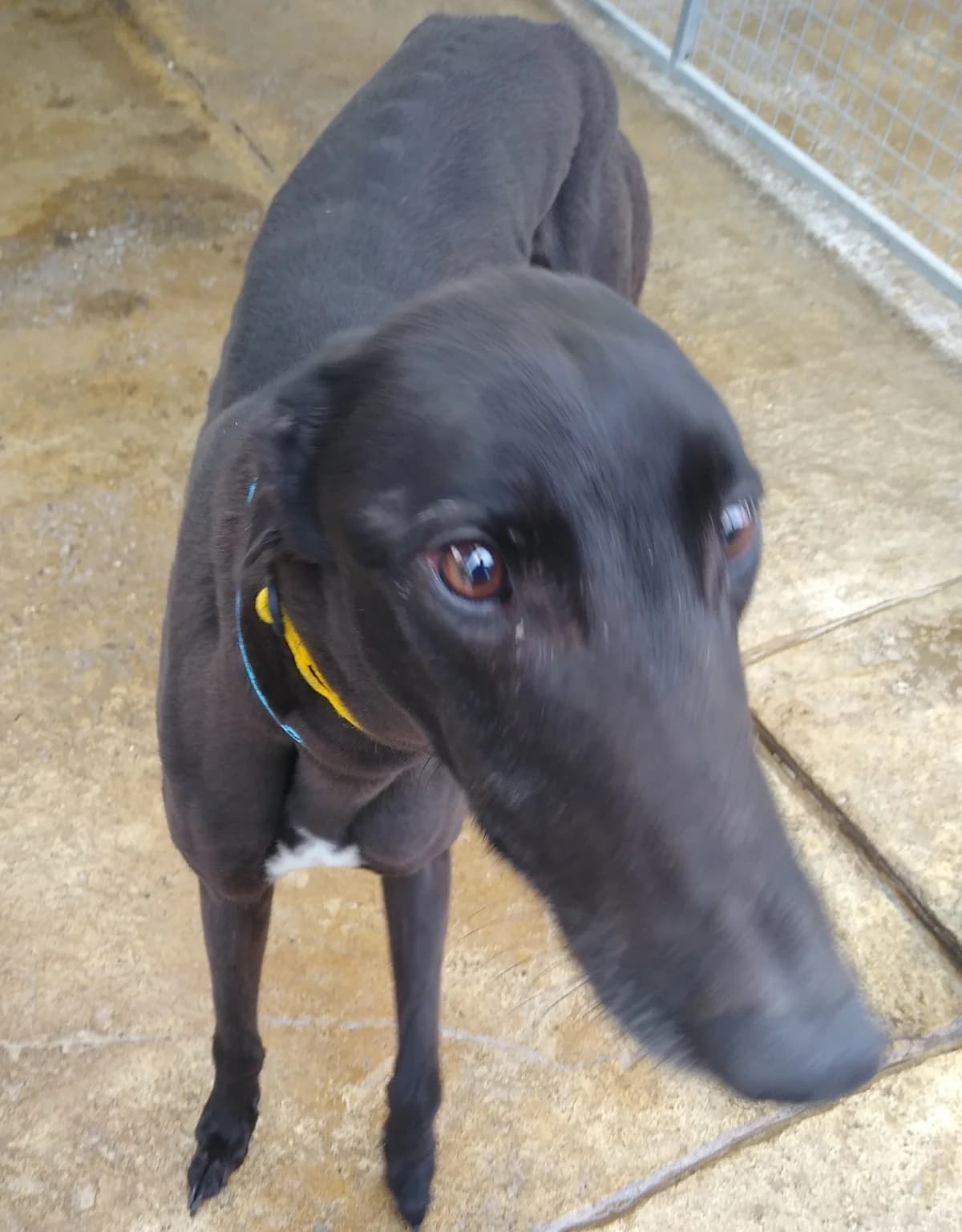 Ronnie Homed, Greyhound for adoption at Fen Bank Greyhound Sanctuary, Friskney