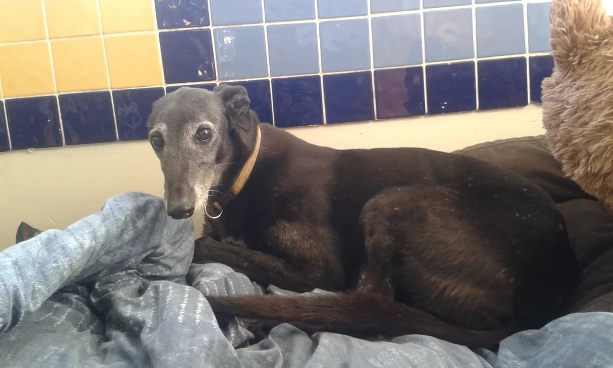Whippet, Greyhound for adoption at Fen Bank Greyhound Sanctuary, Friskney