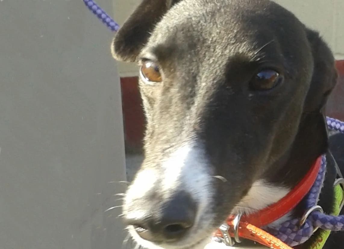 SPRING, Greyhound for adoption at Fen Bank Greyhound Sanctuary, Friskney