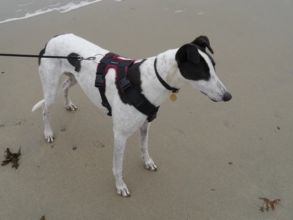 Butch (now Eric) settles in Cornwall, Greyhound for adoption at Fen Bank Greyhound Sanctuary, Friskney