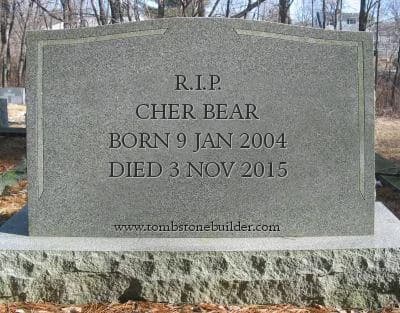 Cher Bear, senior Greyhound for adoption at Fen Bank Greyhound Sanctuary, Friskney